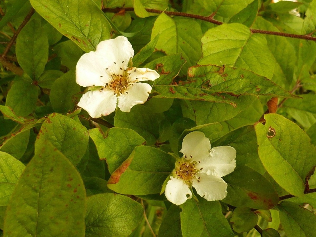Crataegus germanica (Rosaceae)